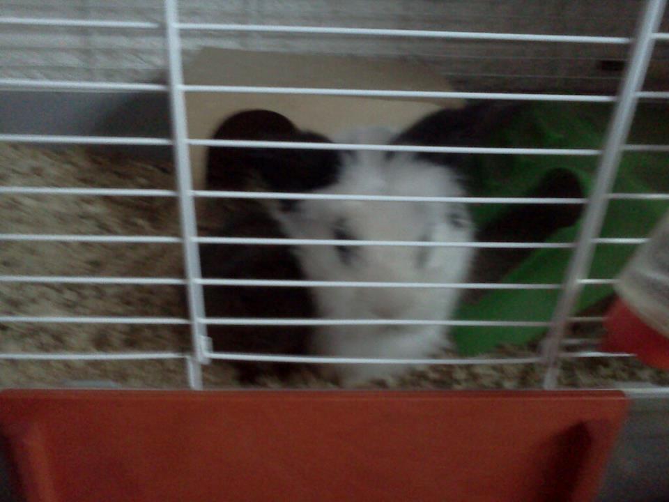 Marsvin Browney - Lidt længere væk  billede 9