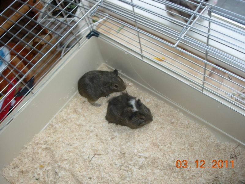 Marsvin team hop,s lulle - mig og lulle den da vi blev købt :) billede 4