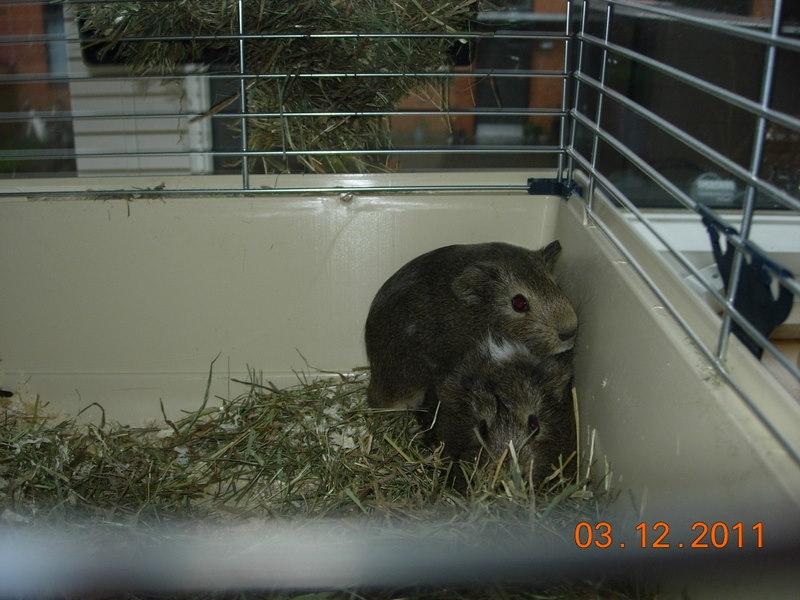 Marsvin team hop,s lulle billede 5