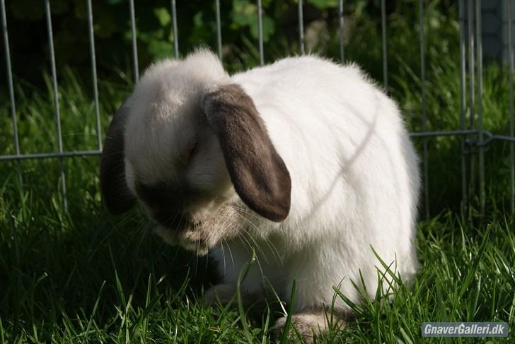 Kanin |DV| Vin Diesel *Vinse* - Min lille gris ska være fin :* billede 7