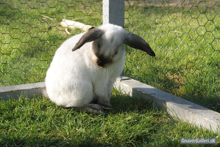 Kanin |DV| Vin Diesel *Vinse* billede 11