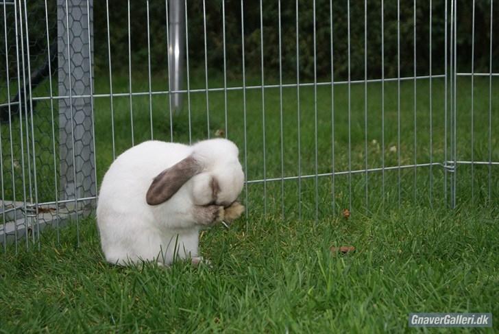 Kanin |DV| Vin Diesel *Vinse* billede 13