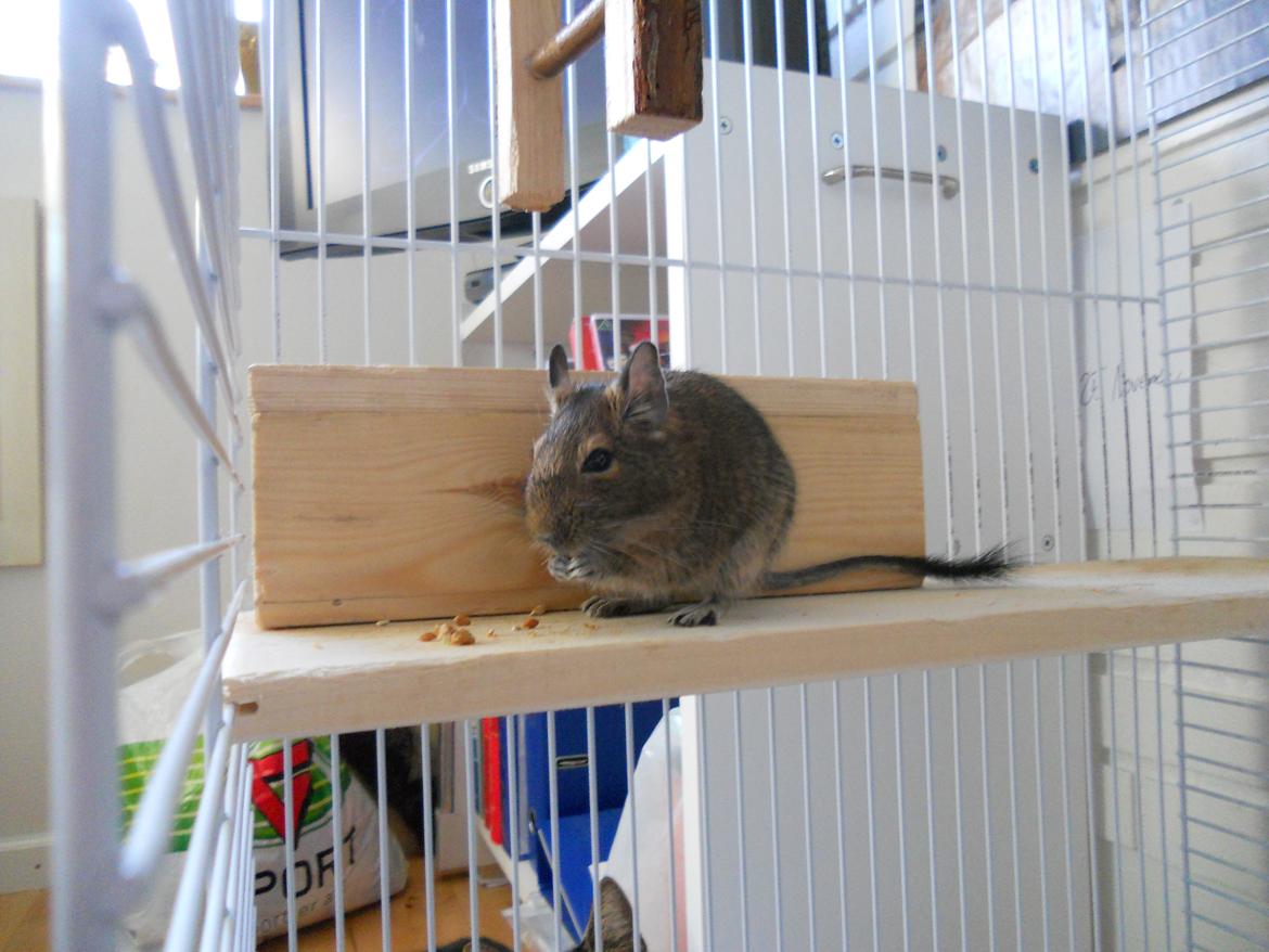 Degu Müsli  billede 1