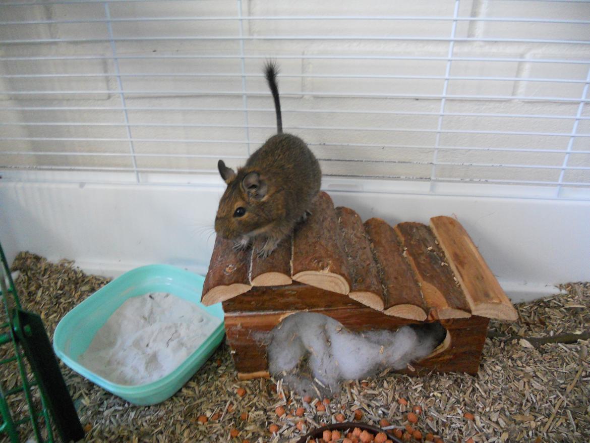 Degu Müsli  billede 2