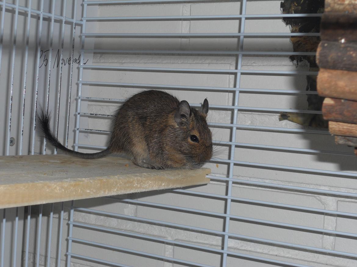 Degu Müsli  billede 3
