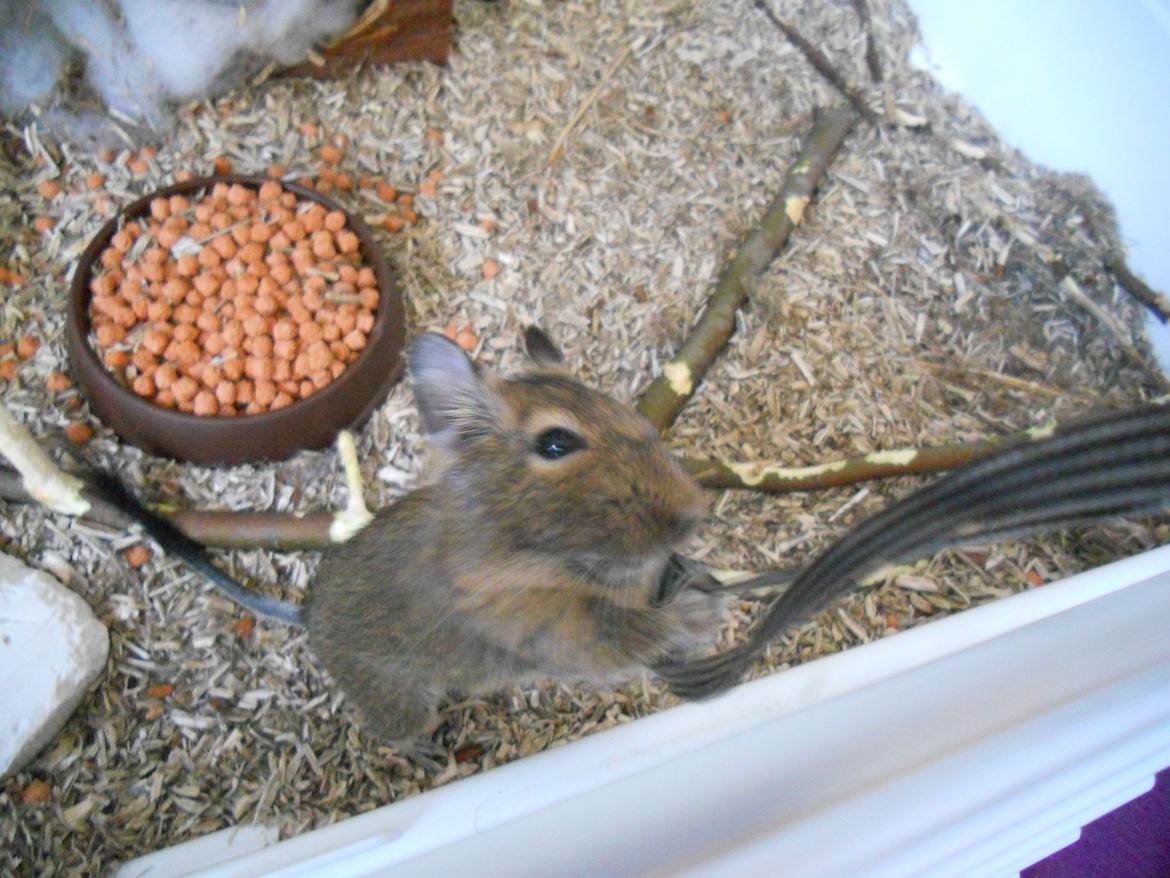 Degu Müsli  billede 4