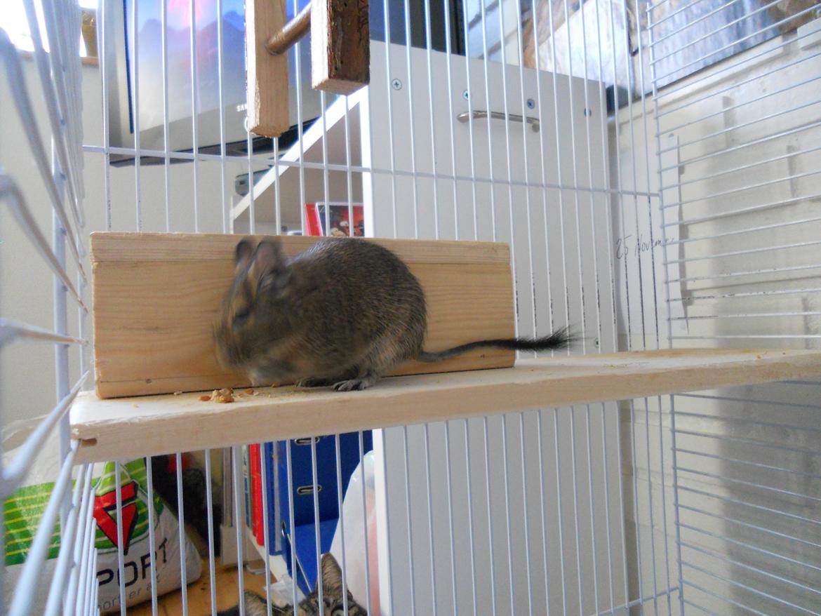 Degu Müsli  billede 5