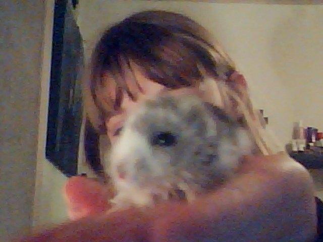 Dværghamster Alvin/Life - hamster alvin billede 2