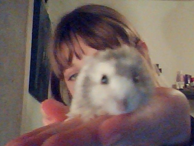 Dværghamster Alvin/Life - kælenavn Aller billede 3