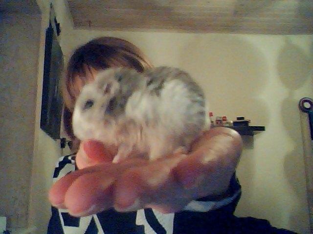 Dværghamster Alvin/Life - efter Alvin har fået medacin billede 4