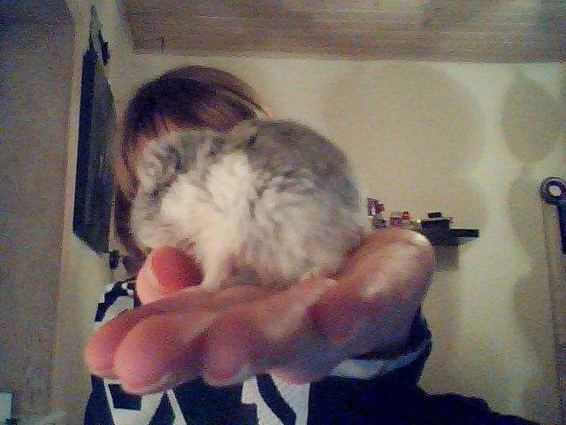 Dværghamster Alvin/Life - "jeg vil ik" billede 5