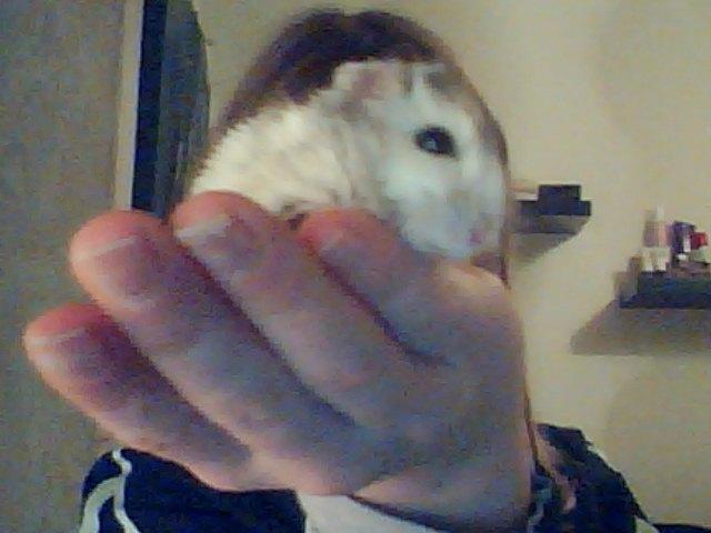 Dværghamster Alvin/Life - efter dyrlægen billede 6