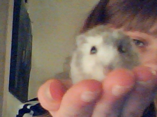 Dværghamster Alvin/Life - !moar" billede 7