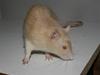 Tamrotte Tics *R.I.P.* [ Himmelgnaver]