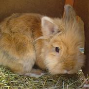 Kanin ¤ Snickers ¤  