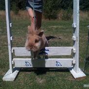 Kanin ¤ Snickers ¤  