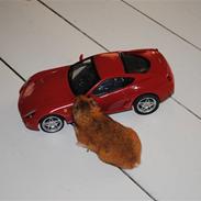 Hamster Grønnebæks Boogieman