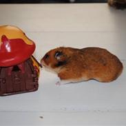 Hamster Grønnebæks Boogieman