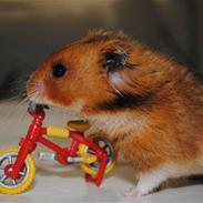 Hamster Grønnebæks Boogieman