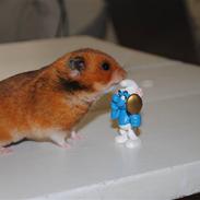 Hamster Grønnebæks Boogieman