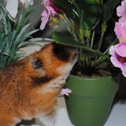 Hamster Grønnebæks Boogieman