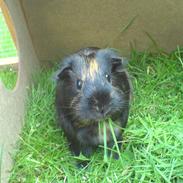 Marsvin Tulle <3   R.I.P :'( :'(