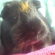 Marsvin Tulle <3   R.I.P :'( :'(