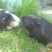 Marsvin Tulle <3   R.I.P :'( :'(