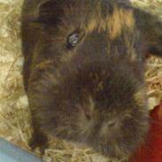 Marsvin Tulle <3   R.I.P :'( :'(