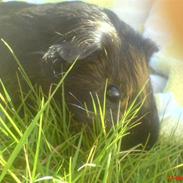 Marsvin Tulle <3   R.I.P :'( :'(