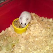 Hamster Mille R.I.P