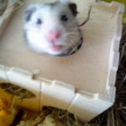 Hamster Lionel/ Hr. Hamster