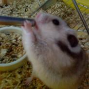 Hamster Lionel/ Hr. Hamster