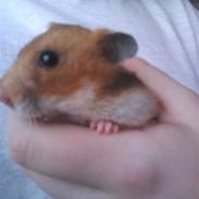 Hamster Mille  DØD 
