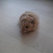 Hamster Nuller