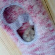 Dværghamster Hamtaro