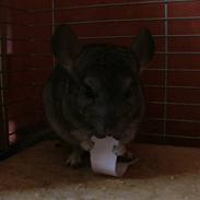 Chinchilla Inge Lise Niels