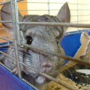 Chinchilla Inge Lise Niels