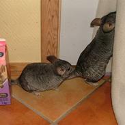 Chinchilla Inge Lise Niels