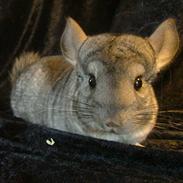 Chinchilla Inge Lise Niels