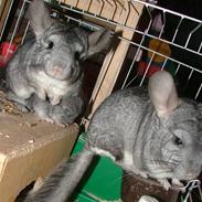 Chinchilla Inge Lise Niels