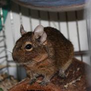 Degu »Michael Jackson - MJ 'Den fede'