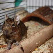 Degu »Michael Jackson - MJ 'Den fede'