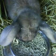 Kanin Minun "Tykke" R.I.P <3