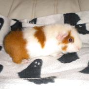 Marsvin Rubiens Lollipop