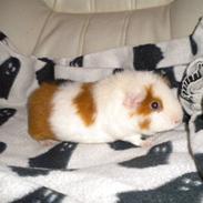 Marsvin Rubiens Lollipop