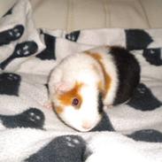 Marsvin Rubiens Lollipop