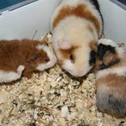 Marsvin Rubiens Lollipop