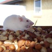 Mus Houdini // Solgt </3