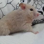 Hamster Lykke's Gnaske RIP 